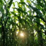 South Africa's Record Maize Surplus Tests Export Infrastructure as West African Import Dependencies Persist