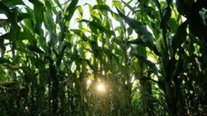 South Africa's Record Maize Surplus Tests Export Infrastructure as West African Import Dependencies Persist
