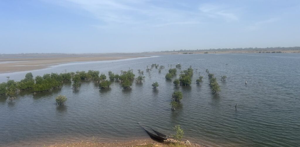 Senegal's Mangrove Carbon Project Exposes Verification Gaps in Africa's Blue Carbon Markets