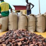 Ghana's Cocoa Sector Faces Structural Decline as COCOBOD Projects 16% Output Drop for 2026/27