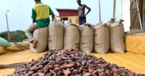 Ghana's Cocoa Sector Faces Structural Decline as COCOBOD Projects 16% Output Drop for 2026/27