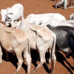 Horn of Africa Livestock Trade: How Regional Integration Could Unlock Billions in Unrealised Value