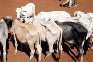 Horn of Africa Livestock Trade: How Regional Integration Could Unlock Billions in Unrealised Value