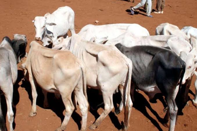 Horn of Africa Livestock Trade: How Regional Integration Could Unlock Billions in Unrealised Value