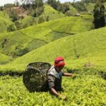West Africa's Smallholder Agriculture and the Governance Gap in Commodity Value Chains