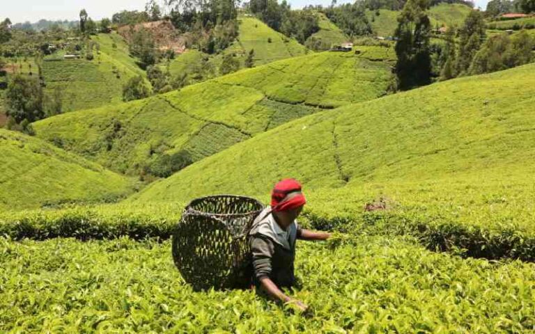 West Africa's Smallholder Agriculture and the Governance Gap in Commodity Value Chains
