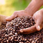 Kenya's Coffee Sector Confronts a Structural Crisis: Science, Value Chains, and the Governance of Agricultural Decline
